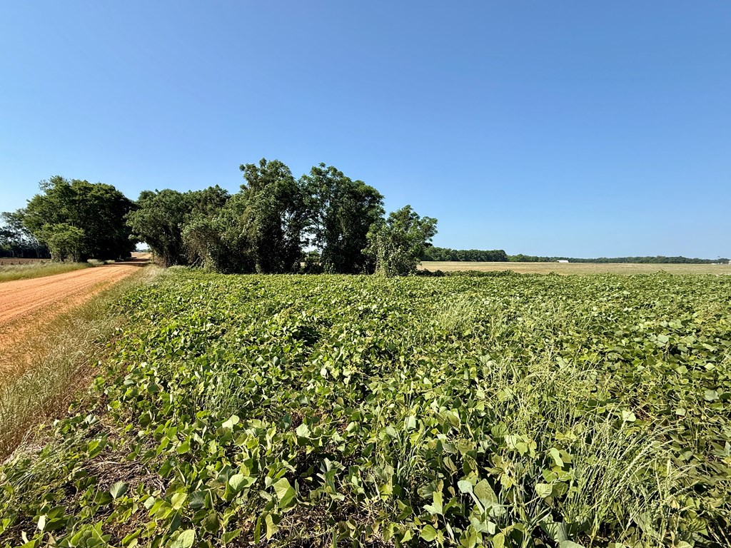 1.0-acre Hollis Dairy Road Newton, AL 36352 - Photo 5 of 7