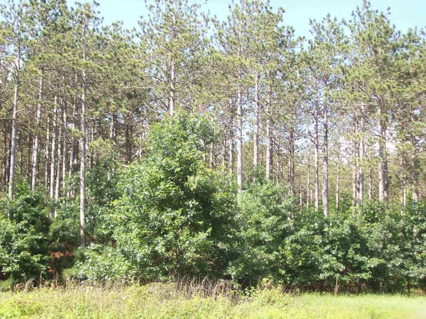 $139,900 | Corner Of 7-th Porter, Nekoosa, WI 54457