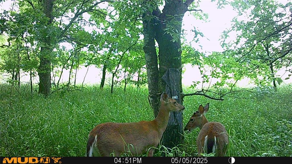 131 Dugan Chapel Road Denison, TX 75021 - Photo 11 of 20 View of nature