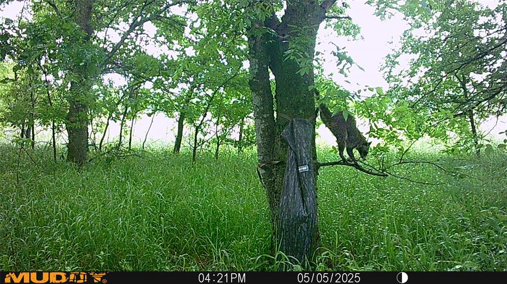 131 Dugan Chapel Road Denison, TX 75021 - Photo 12 of 20 View of local wilderness