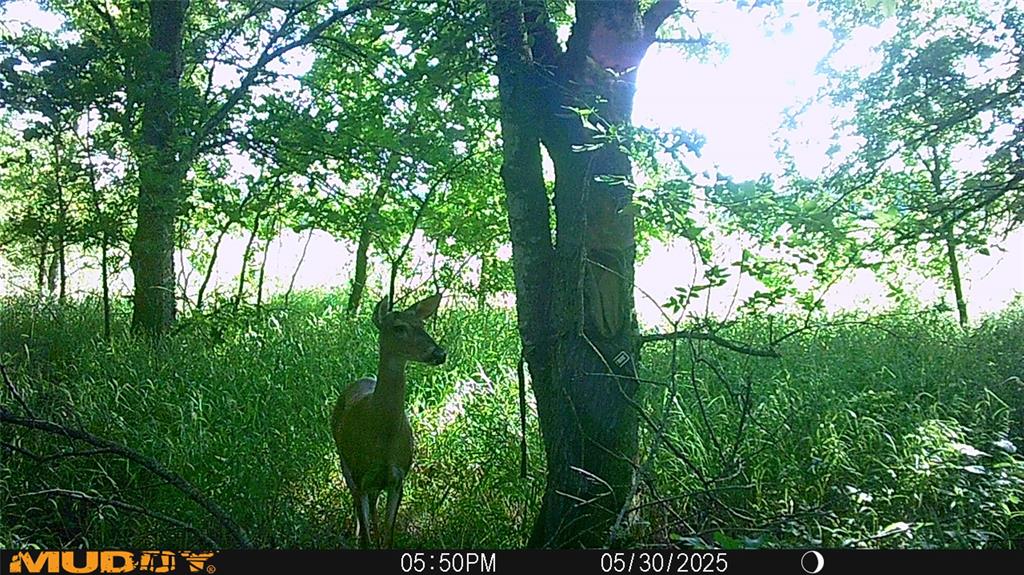 131 Dugan Chapel Road Denison, TX 75021 - Photo 2 of 20 View of nature