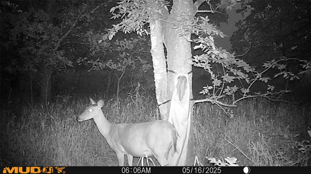 131 Dugan Chapel Road Denison, TX 75021 - Photo 4 of 20 Deer