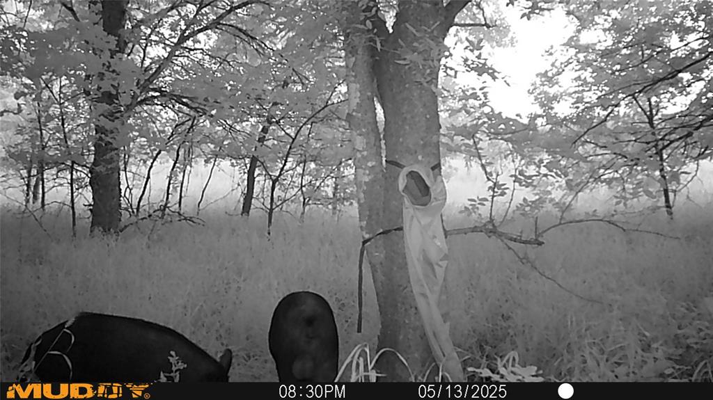 131 Dugan Chapel Road Denison, TX 75021 - Photo 5 of 20 Wild Hogs