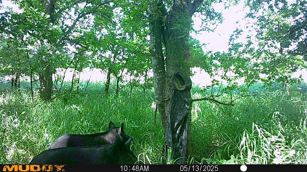 131 Dugan Chapel Road Denison, TX 75021 - Photo 6 of 20 View of local wilderness