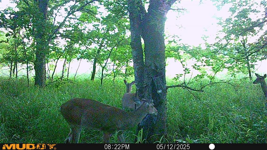 131 Dugan Chapel Road Denison, TX 75021 - Photo 7 of 20 Deer