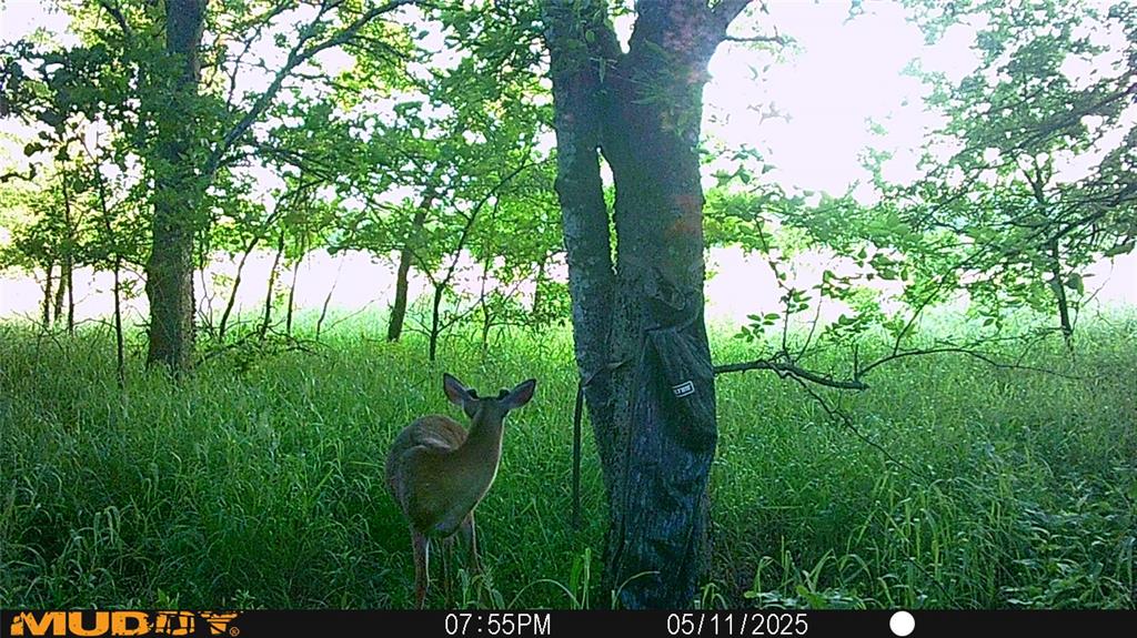131 Dugan Chapel Road Denison, TX 75021 - Photo 9 of 20 View of local wilderness