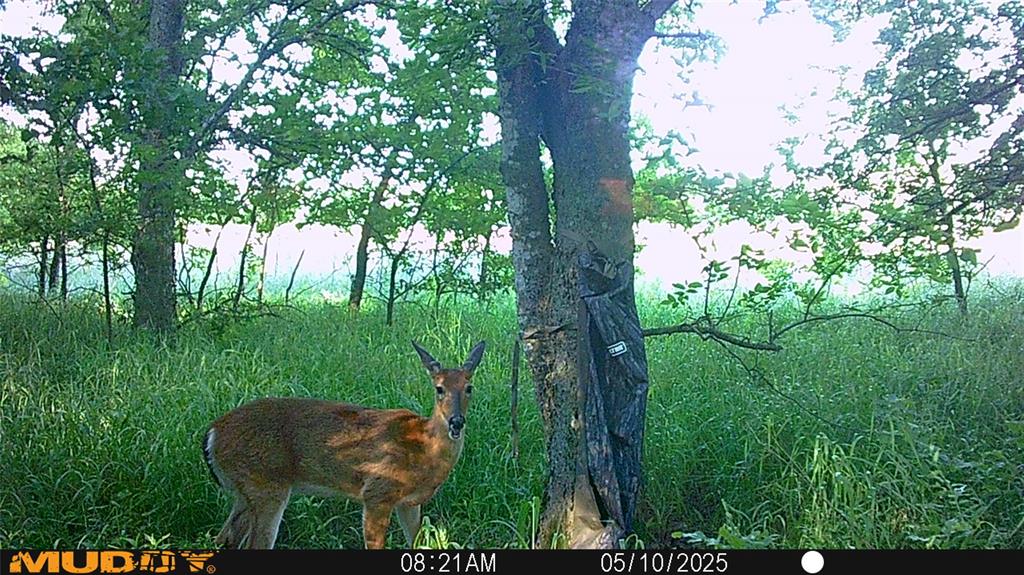 131 Dugan Chapel Road Denison, TX 75021 - Photo 10 of 20 View of local wilderness