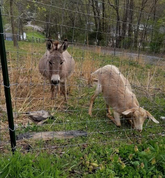 6617 Gamble Road Birchwood, TN 37308 - Photo 51 of 72 image000002