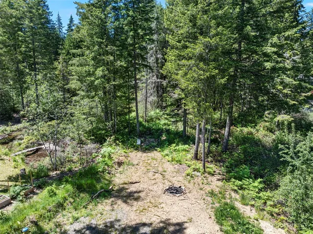 a view of a forest with trees