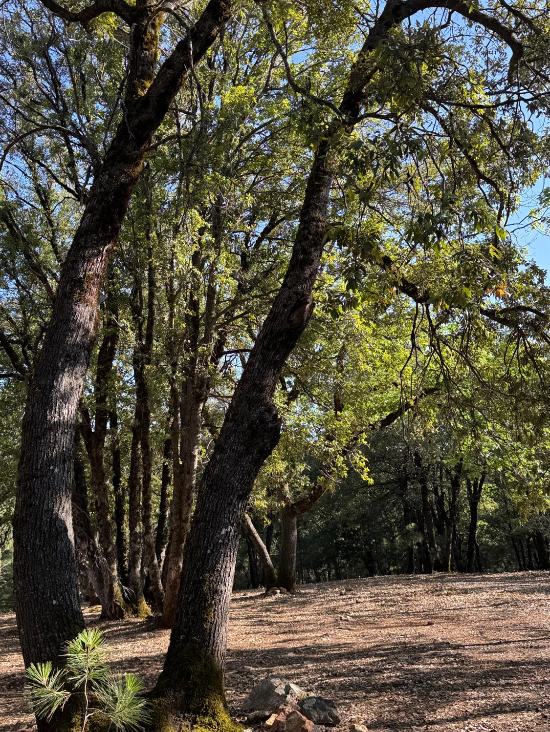 14577 Andrews Road Pine Grove, CA 95665 - Photo 33 of 37 a view of tree next to a yard
