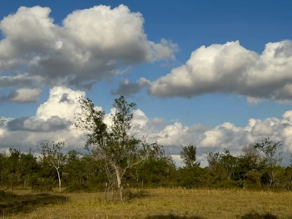 a view of a trees with a yard