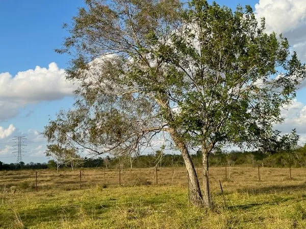 a view of a field with a tree in the background