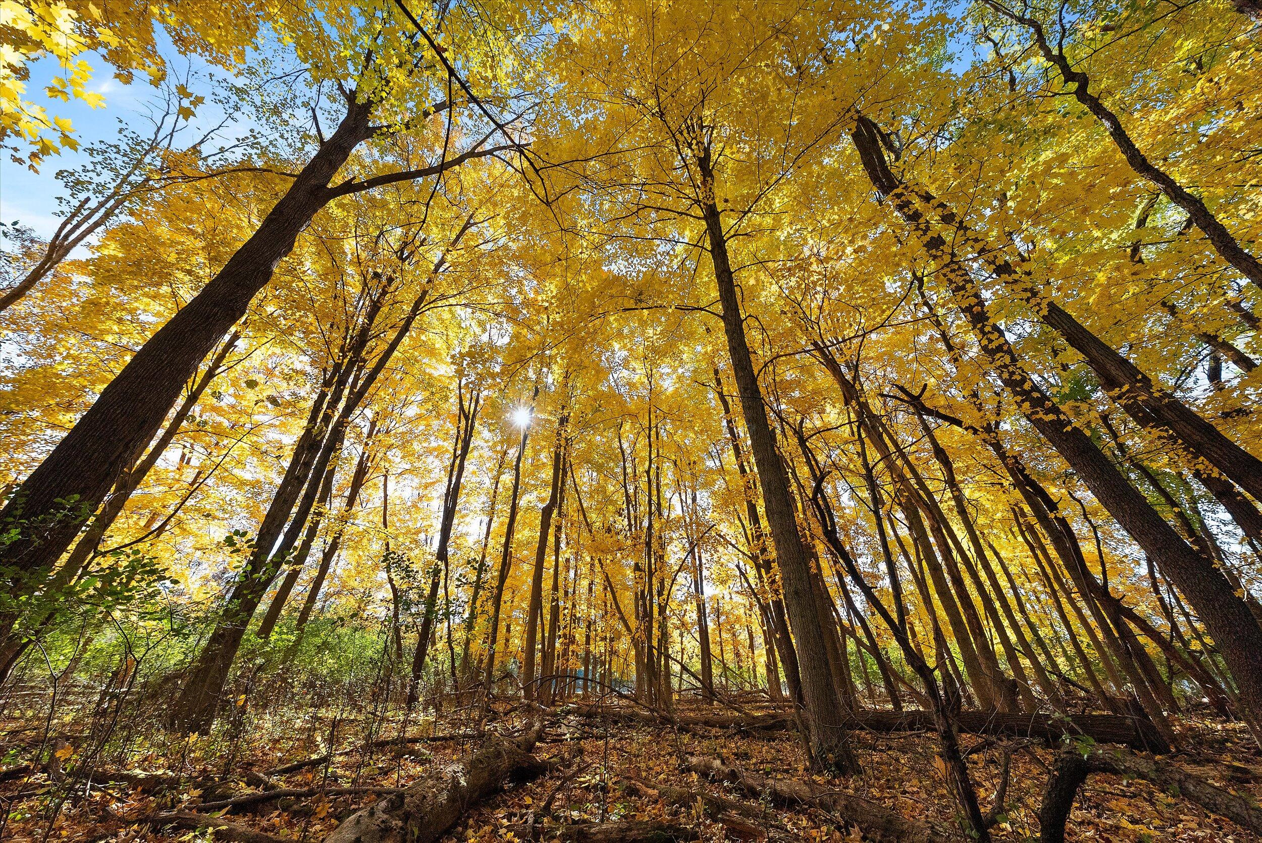 W204N9269 Lannon Road Menomonee Falls, WI 53051 - Photo 65 of 74 71-Forest