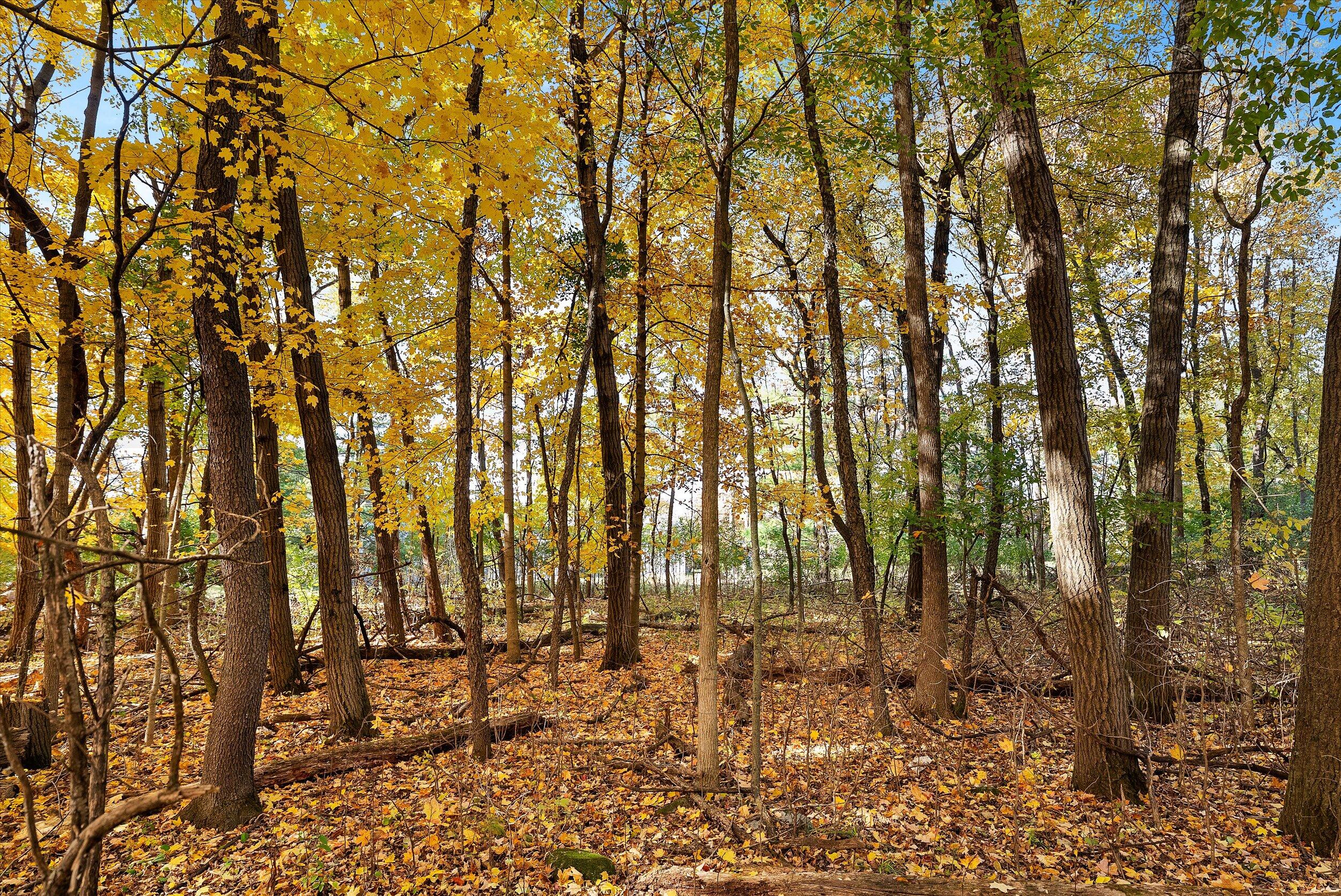 W204N9269 Lannon Road Menomonee Falls, WI 53051 - Photo 66 of 74 72-Forest