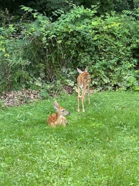 W204N9269 Lannon Road Menomonee Falls, WI 53051 - Photo 69 of 74 IMG_1947