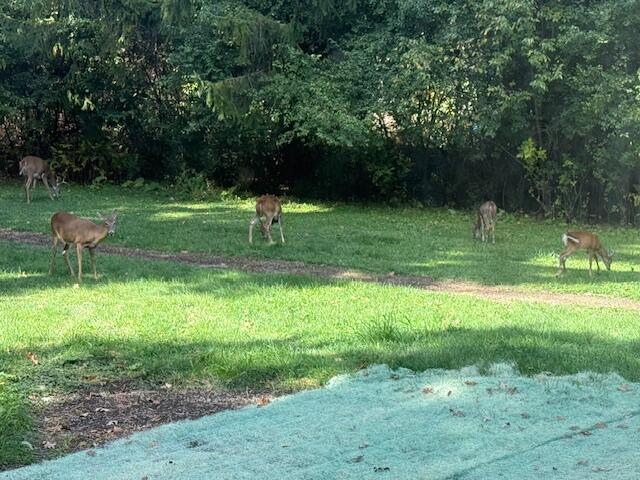 W204N9269 Lannon Road Menomonee Falls, WI 53051 - Photo 70 of 74 IMG_2276