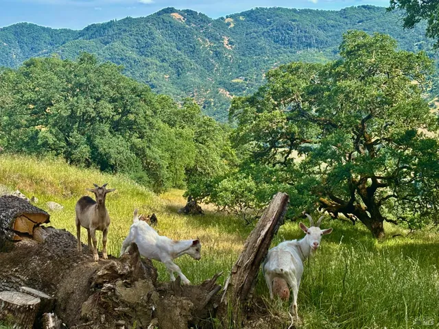 $2,950,000 | 2371 McNab Ranch Road, Ukiah, CA 95482