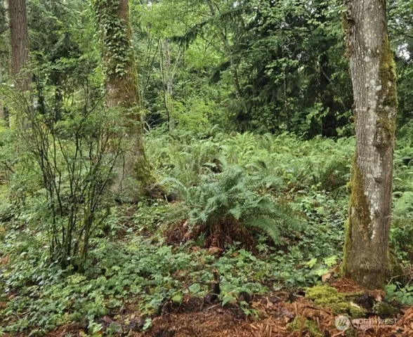a view of a lush green forest