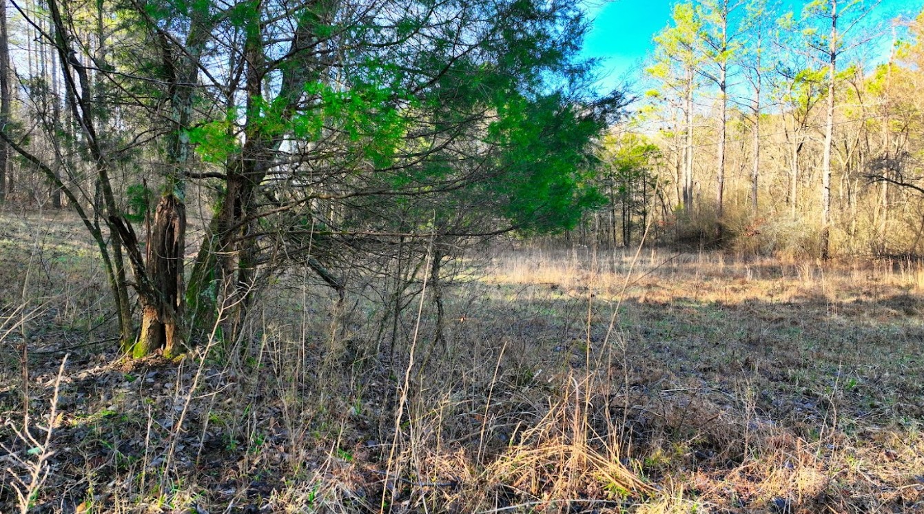 40 Copperas Branch Road Leoma, TN 38468 - Photo 4 of 10 Gallery Image 4