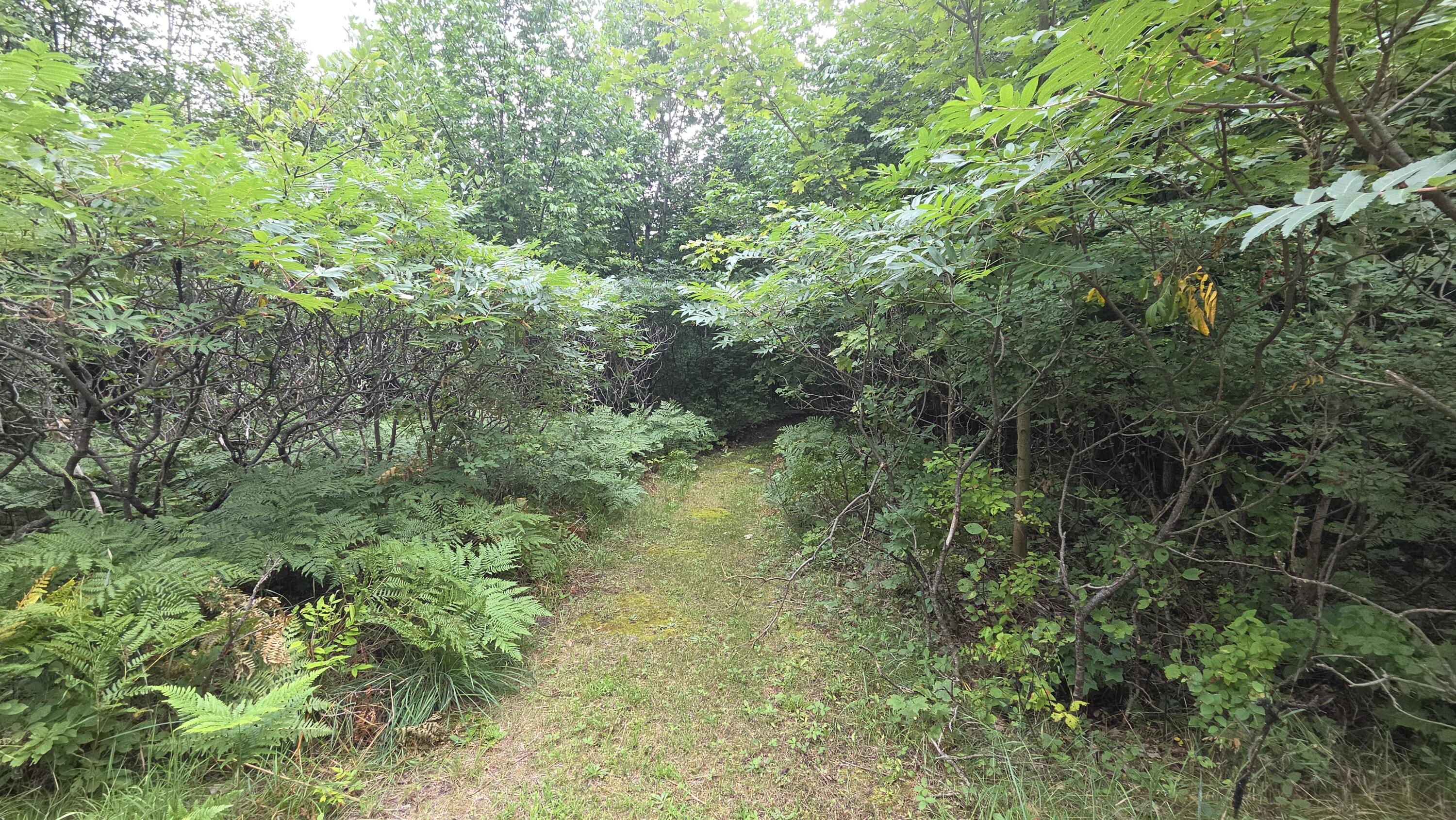 7463 Woods Homestead Road Wolverine, MI 49799 - Photo 24 of 27 Gallery Image 24