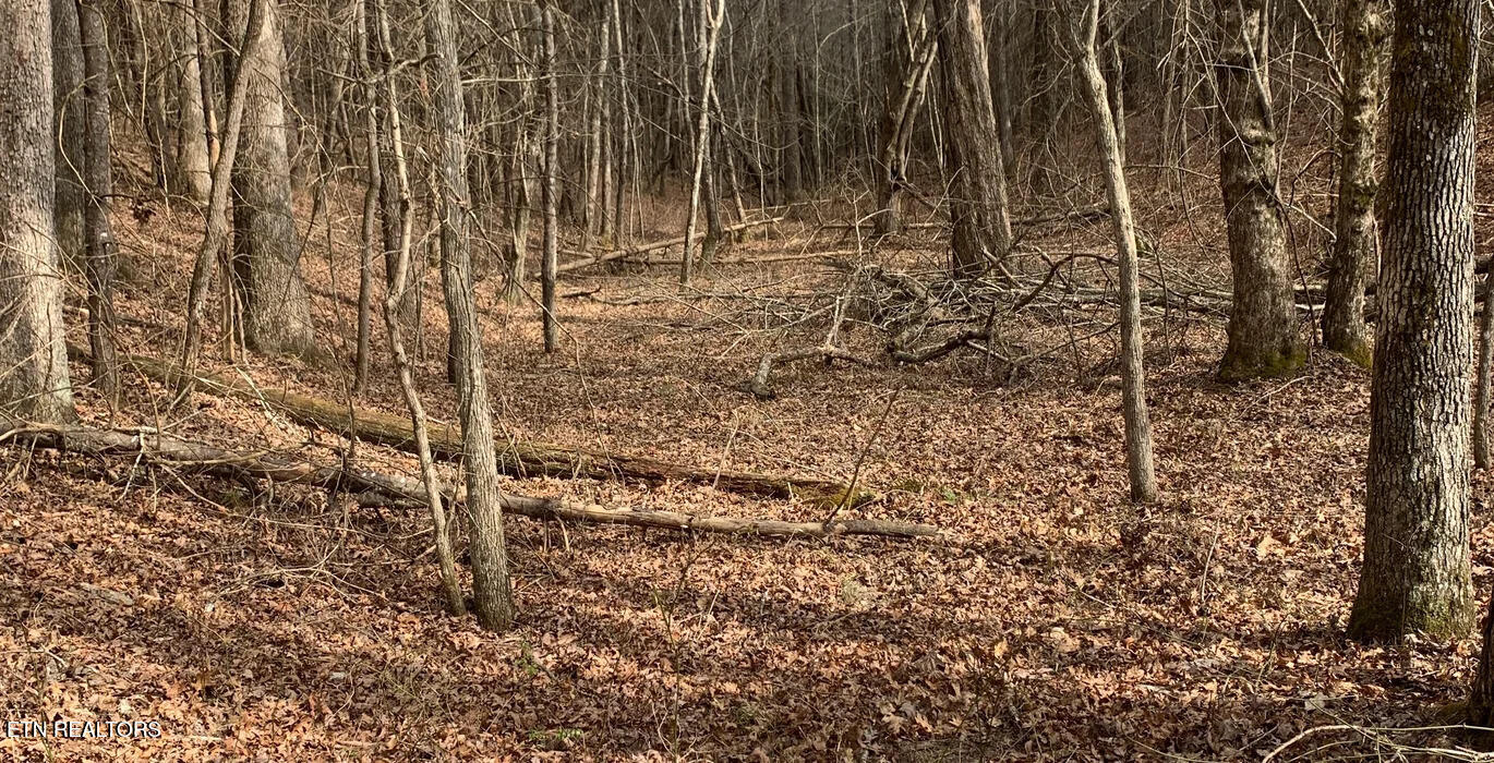 154 Coon Crk Road Sunbright, TN 37872 - Photo 3 of 4 1293_2