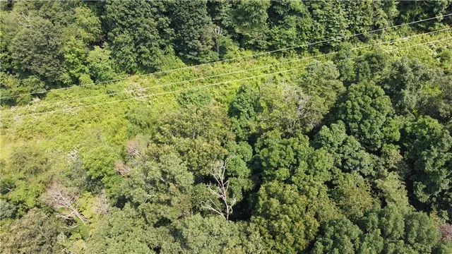 a view of a big yard with plants and large trees