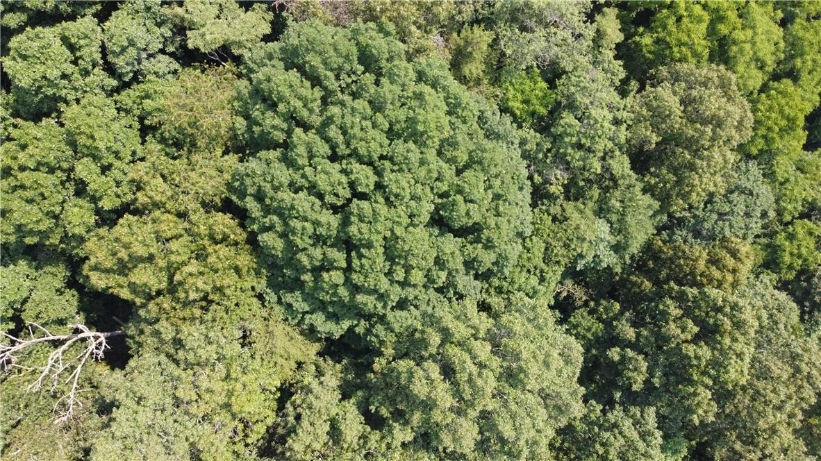 Tbd England Road Canton, NC 28716 - Photo 4 of 9 a view of a tree