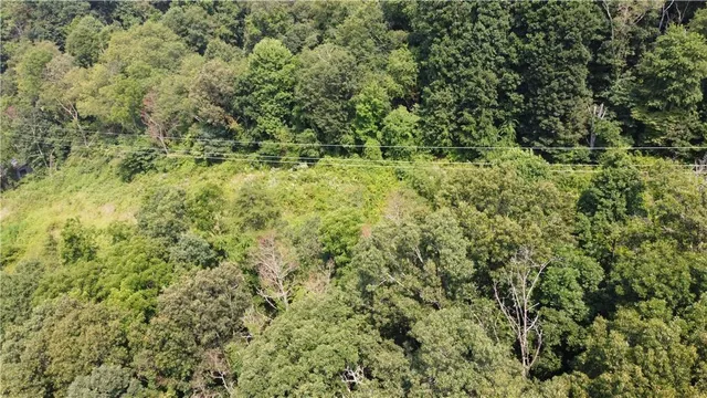a view of a lush green forest with large trees