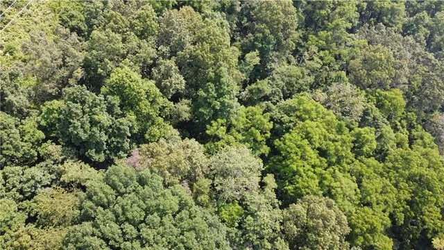 a view of a lush green forest