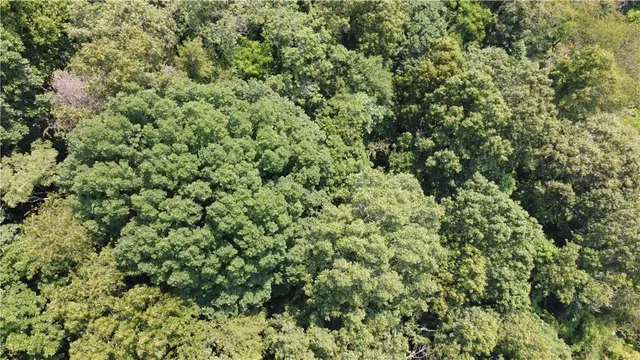 a view of a large yard with lots of bushes