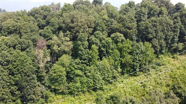 view of a lush green forest