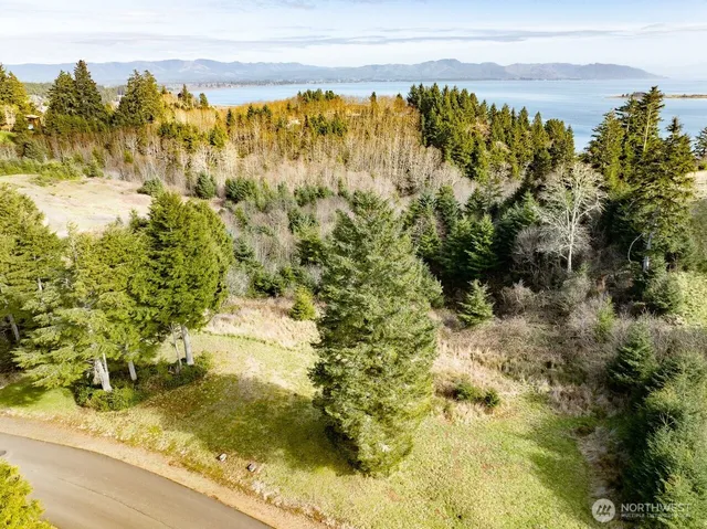 a view of a forest with a tree