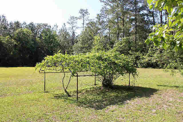 12836 Anna's Way Stapleton, AL 36578 - Photo 35 of 43 Scuppernong Vine