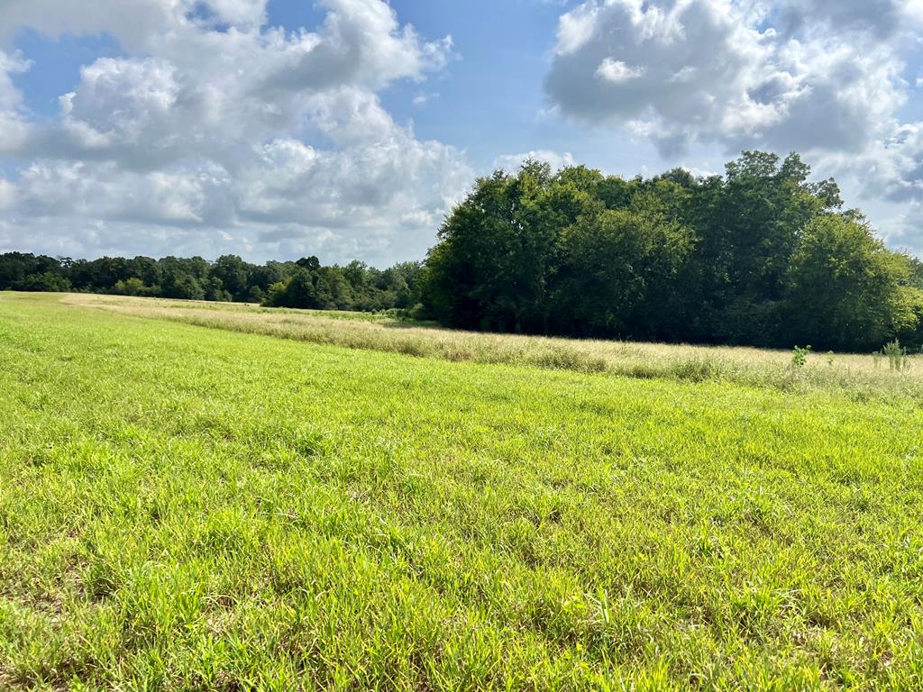 318.5-ac Goose Hollow Road Geneva, AL 36340 - Photo 3 of 50