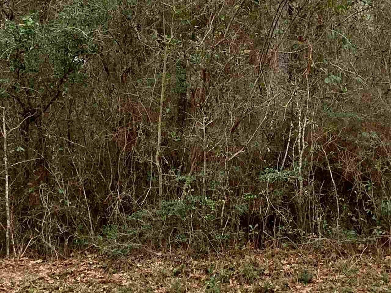 1400 Golden Rod Road Cantonment, FL 32533 - Photo 3 of 7 Gallery Image 3