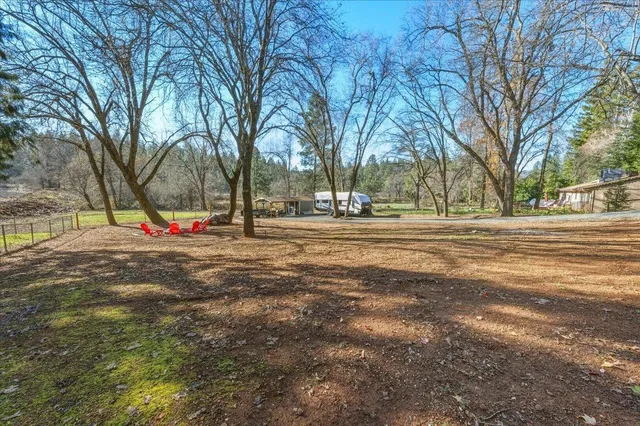 a view of a yard with plants and a large tree