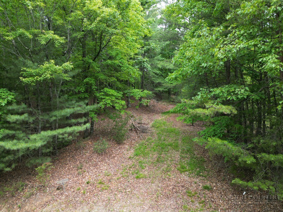 22 Elk Ridge Road Ferguson, NC 28624 - Photo 11 of 16 a view of a forest with trees in the background
