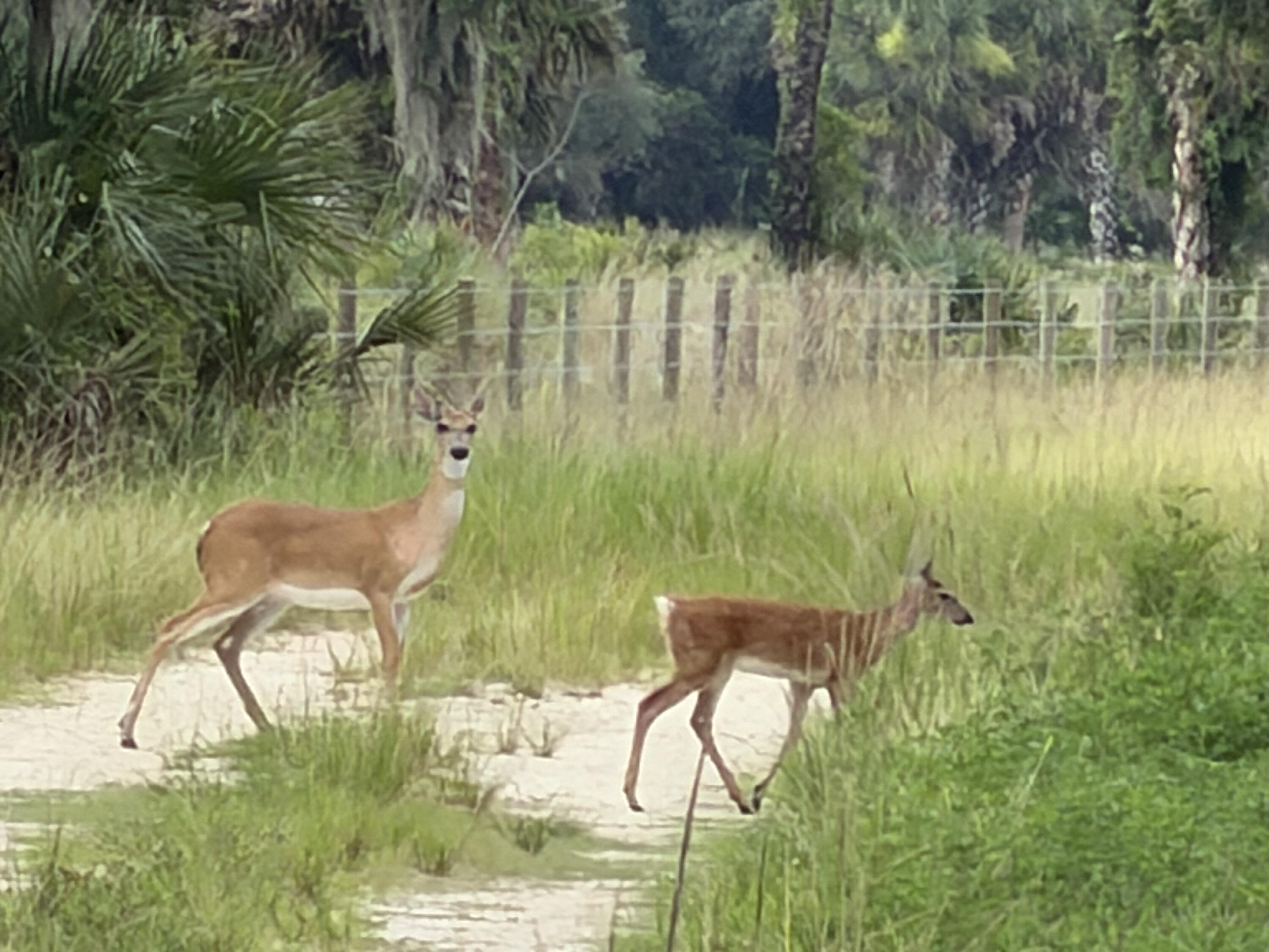 0 Co Road Clewiston, FL 33440 - Photo 1 of 40 IMG_0929