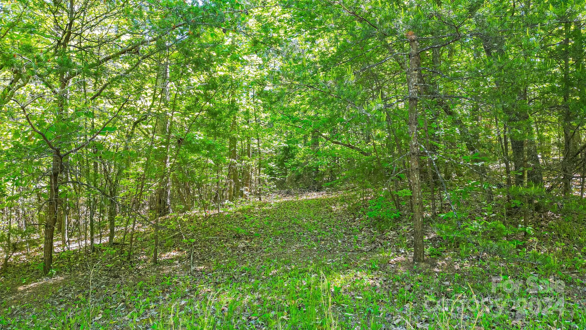 0 West Wt Wilkins Road, Unit 11 Rutherfordton, NC 28139 - Photo 3 of 24 a view of a lush green forest