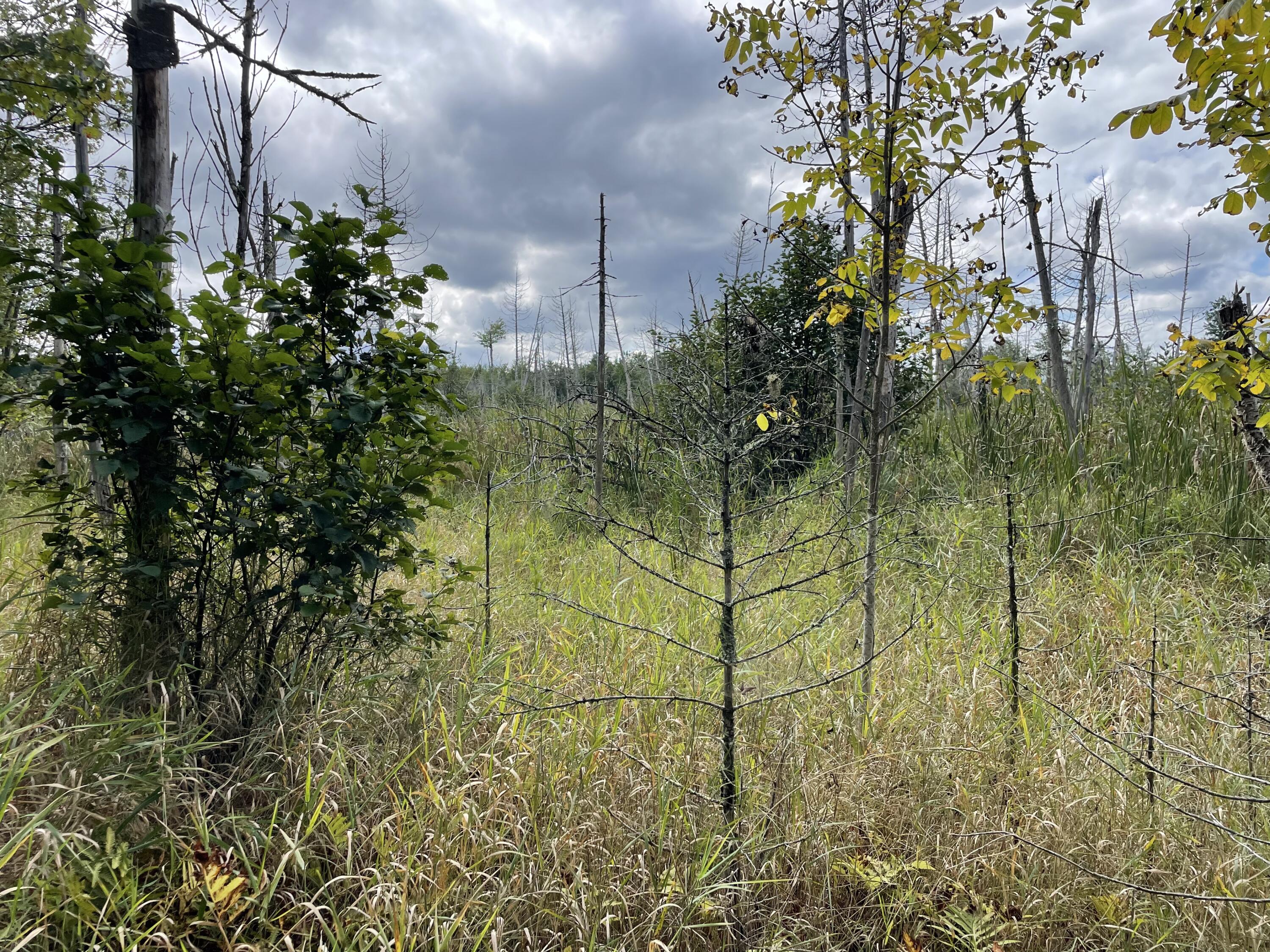 684 Lower Detroit Road Plymouth, ME 04969 - Photo 3 of 7 Goodridge Open land pic