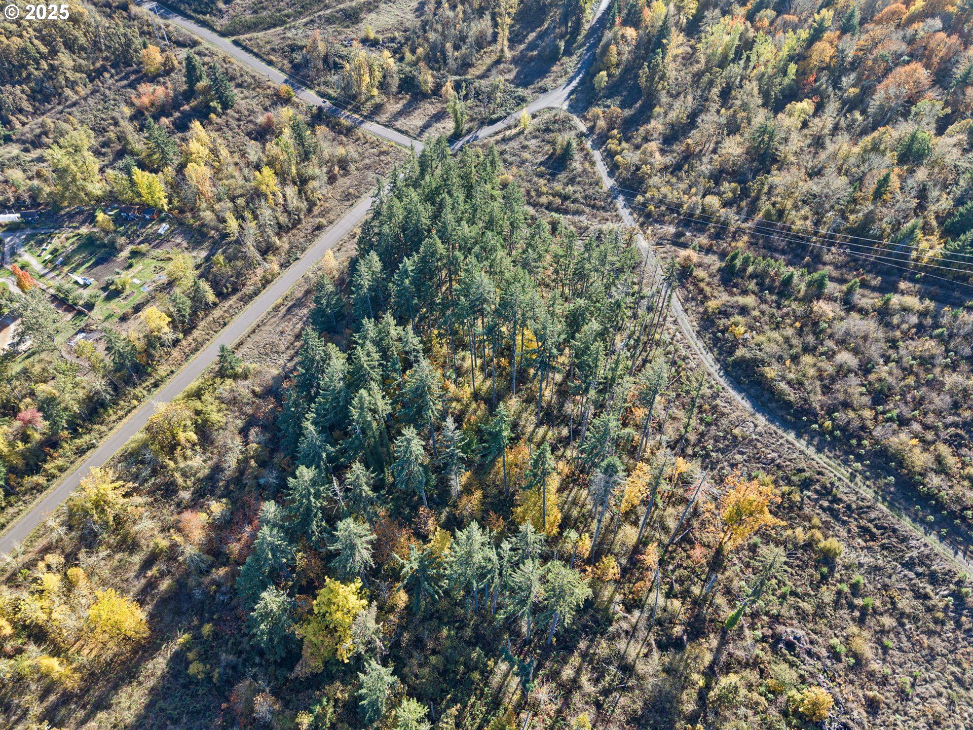 0 Gonyea Road Eugene, OR 97405 - Photo 4 of 37 a picture of a tree with a plant