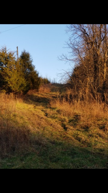 5 Lick Road Mount Olivet, KY 41064 - Photo 5 of 6 Gallery Image 5