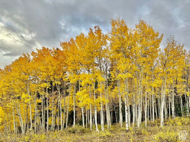 213 South 975 West, Unit 4 Torrey, UT 84775 - Photo 14 of 34 Boulder Mountain Aspens in the fall