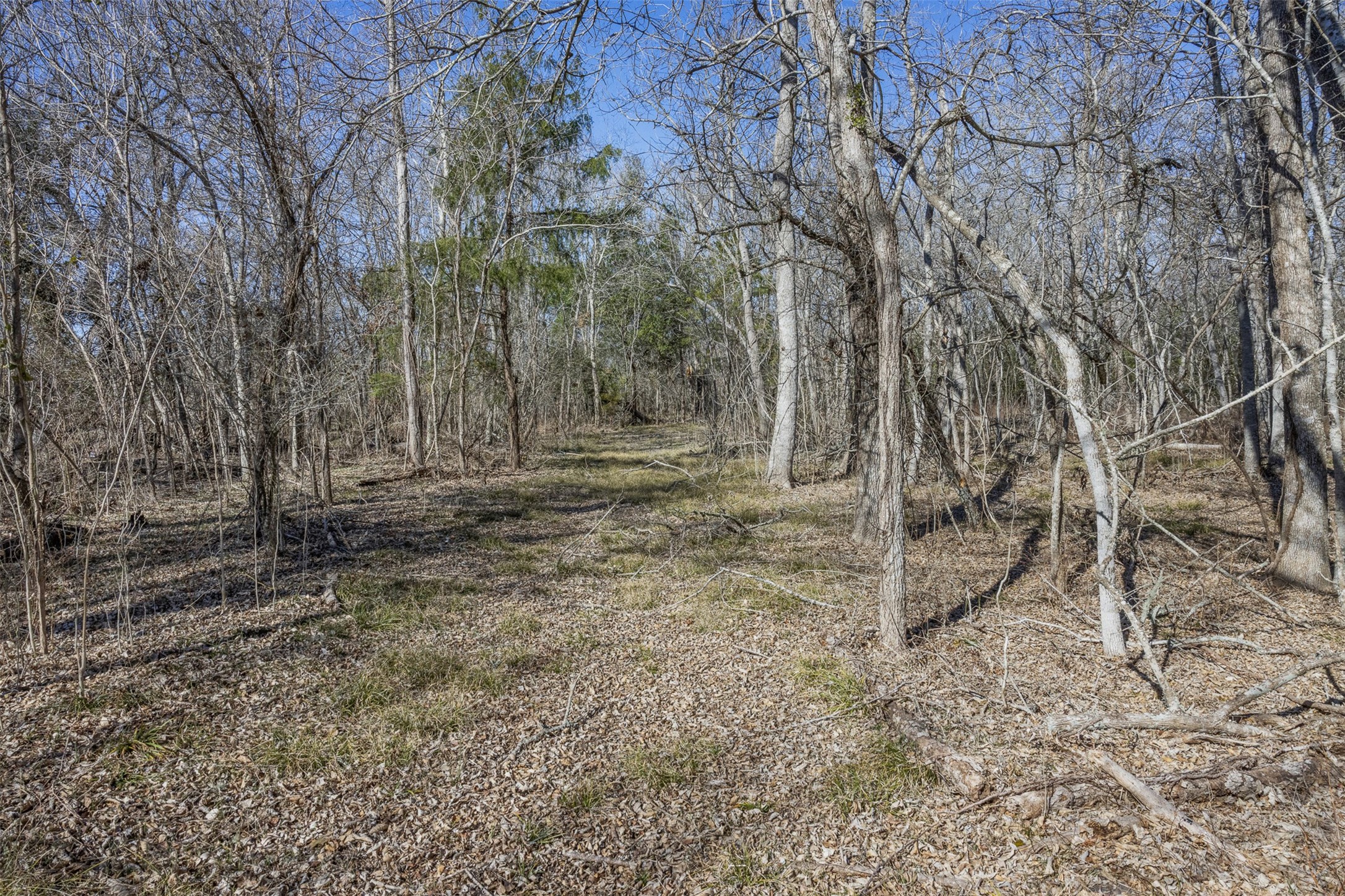 2998 Highway 237 Round Top, TX 78954 - Photo 32 of 43 a view of house with trees