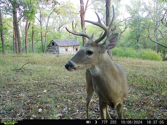 6731 Raccoon Road Pierce City, MO 65723 - Photo 98 of 103 Gallery Image 98