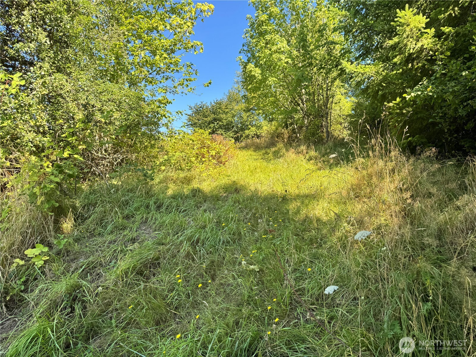 106 Bridgeview Lane Longview, WA 98632 - Photo 4 of 11 a view of a large yard with lots of bushes
