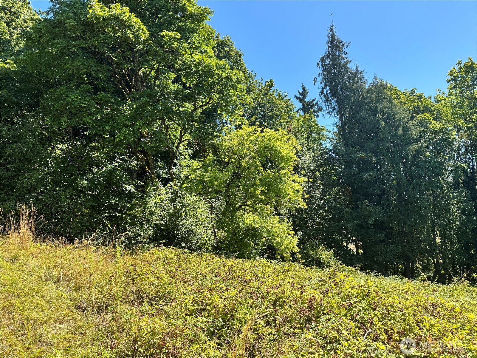 106 Bridgeview Lane Longview, WA 98632 - Photo 5 of 11 a view of a yard with a tree