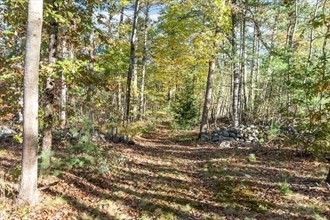 Lot 1 Manning Street Jefferson, MA 01522 - Photo 3 of 9 a view of a yard with a tree