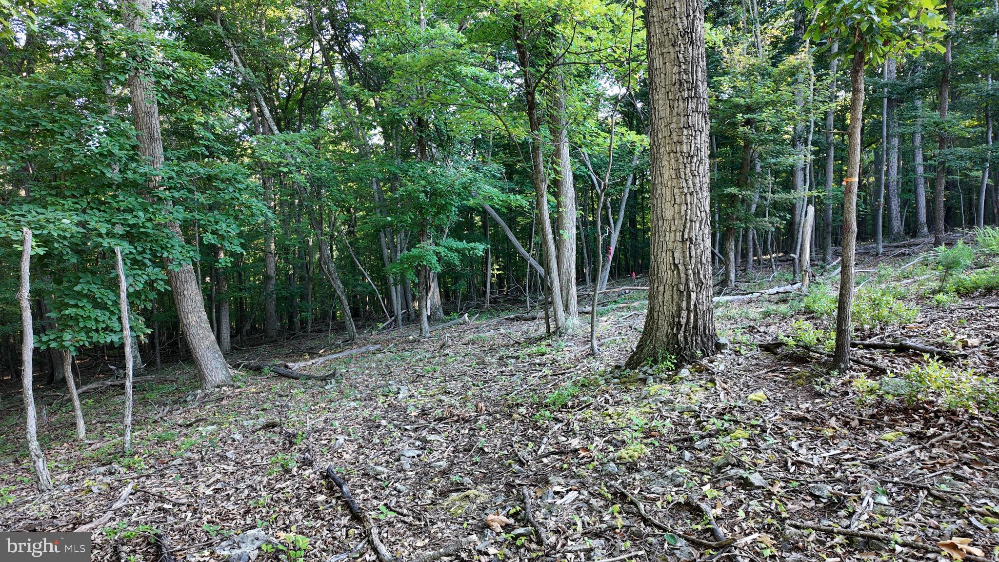 Racey Road Augusta, WV 26704 - Photo 24 of 32 Gallery Image 24