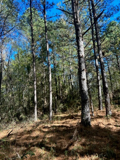 550 Union Church Ms 39668 Wesson, MS 39191 - Photo 14 of 53 Photo 14